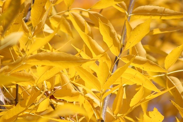 Free download Autumn Yellow Foliage -  free photo or picture to be edited with GIMP online image editor