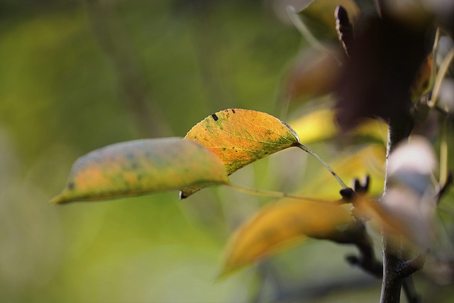 Free download autumn yellow leaves pear tree free picture to be edited with GIMP free online image editor