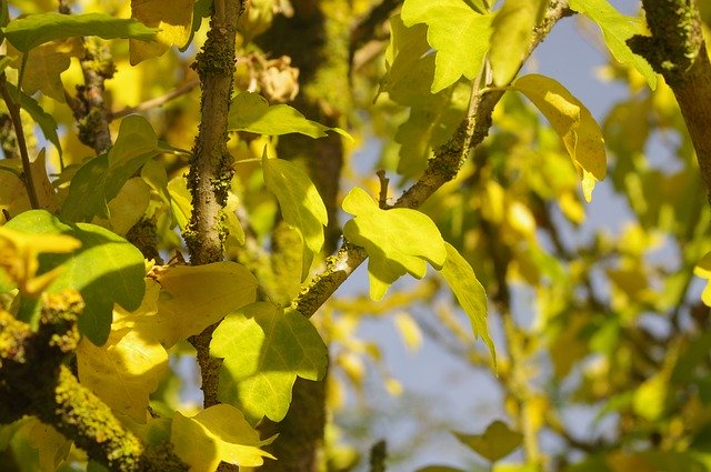 تنزيل Autumn Yellow Nature مجانًا - صورة مجانية أو صورة لتحريرها باستخدام محرر الصور عبر الإنترنت GIMP