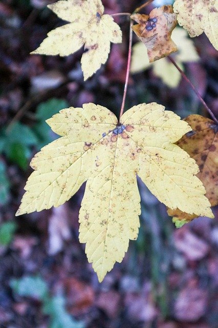 Gratis download Autumn Yellow Sheet Leaf - gratis foto of afbeelding om te bewerken met GIMP online afbeeldingseditor