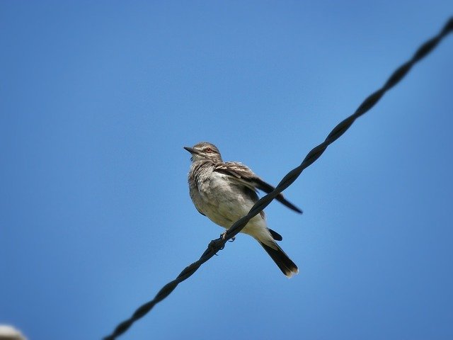 Безкоштовно завантажте Ave Bird Centered - безкоштовну фотографію чи зображення для редагування за допомогою онлайн-редактора зображень GIMP