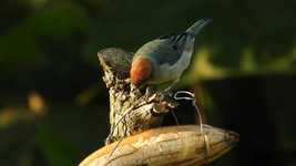 Free download Ave Bird Garden -  free video to be edited with OpenShot online video editor