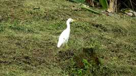 Free download Ave Bird Heron -  free video to be edited with OpenShot online video editor