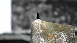 Free download Ave Bird Hummingbird -  free video to be edited with OpenShot online video editor