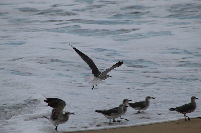 Бесплатно скачать Ave Birds Beach — бесплатную фотографию или картинку для редактирования с помощью онлайн-редактора изображений GIMP