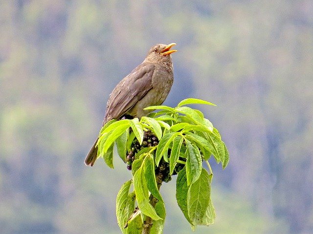 Muat turun percuma Ave Birds Thrush - foto atau gambar percuma untuk diedit dengan editor imej dalam talian GIMP