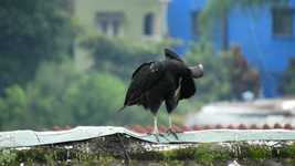 Free download Ave Gallinazo -  free video to be edited with OpenShot online video editor