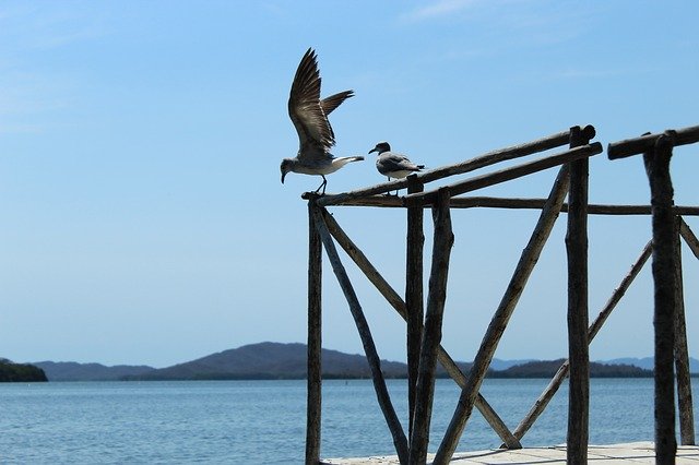 Téléchargement gratuit Ave Lake Laguna - photo ou image gratuite à éditer avec l'éditeur d'images en ligne GIMP