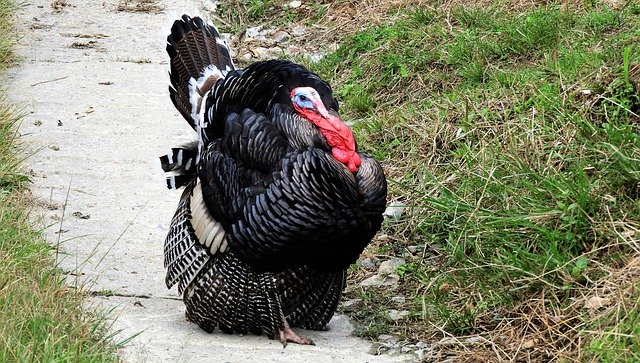 Gratis download Ave Nature Turkey - gratis foto of afbeelding om te bewerken met GIMP online afbeeldingseditor