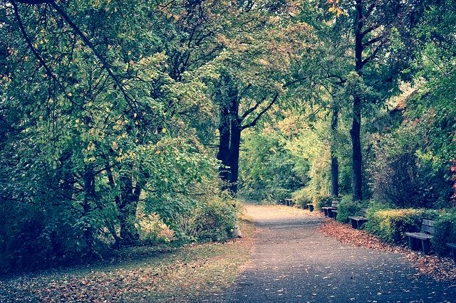 Скачать бесплатно Avenue Park Nature - бесплатное фото или изображение для редактирования с помощью онлайн-редактора GIMP