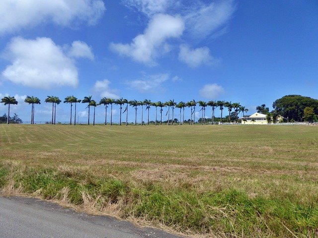 ดาวน์โหลดฟรี Avenue Plantation Driveway - ภาพถ่ายหรือรูปภาพฟรีที่จะแก้ไขด้วยโปรแกรมแก้ไขรูปภาพออนไลน์ GIMP