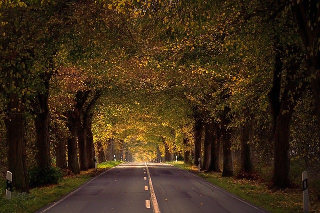 Free download avenue road fall trees landscape free picture to be edited with GIMP free online image editor