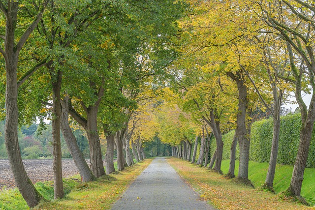 Free download avenue road trees path nature free picture to be edited with GIMP free online image editor