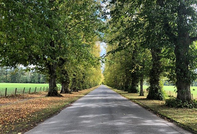 Free download Avenue Trees Away -  free photo template to be edited with GIMP online image editor