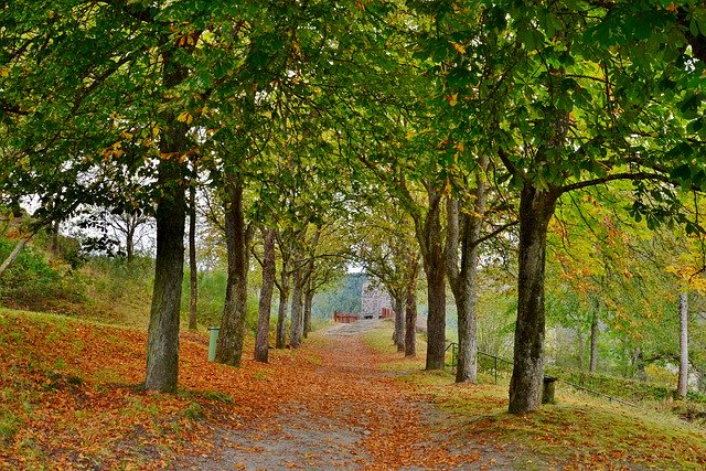 Unduh gratis Avenue Trees Fall Colors - foto atau gambar gratis untuk diedit dengan editor gambar online GIMP