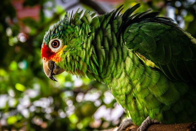Scarica gratuitamente Ave Parrot Exotic: foto o immagine gratuita da modificare con l'editor di immagini online GIMP