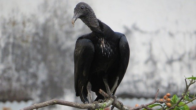 বিনামূল্যে ডাউনলোড করুন Ave Prey Birds Of - বিনামূল্যে ছবি বা ছবি GIMP অনলাইন ইমেজ এডিটর দিয়ে সম্পাদনা করতে হবে