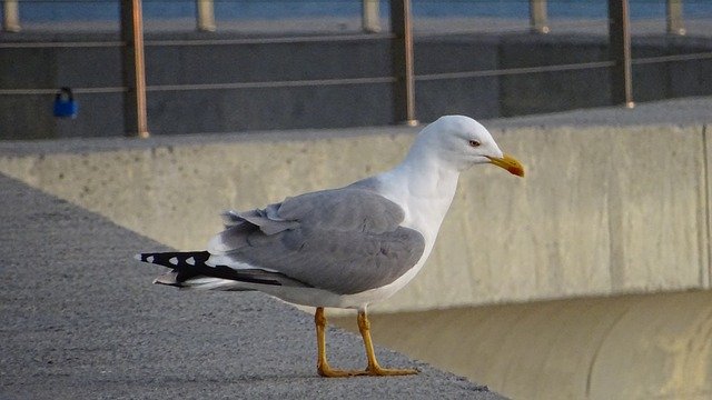 Unduh gratis Ave Seagull - foto atau gambar gratis untuk diedit dengan editor gambar online GIMP