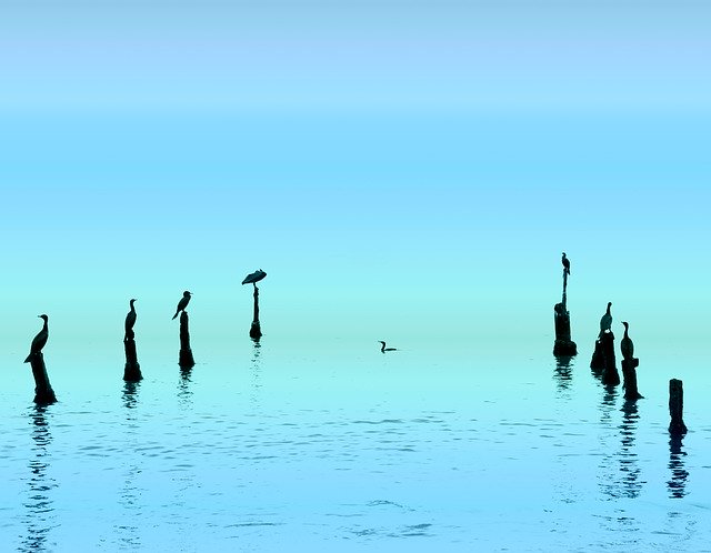 Free download Ave Sea Illustration -  free photo or picture to be edited with GIMP online image editor