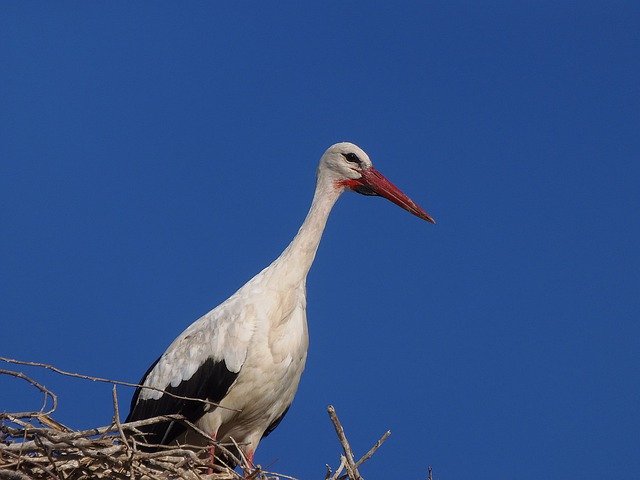 Téléchargement gratuit Ave Stork Peak - photo ou image gratuite à éditer avec l'éditeur d'images en ligne GIMP