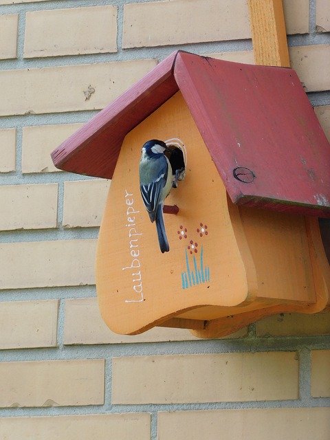 Free download Aviary Bird Feeder Tit Nesting -  free photo or picture to be edited with GIMP online image editor