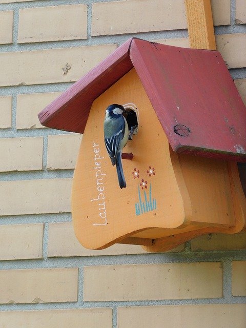 دانلود رایگان Aviary Bird Feeder Tit Nesting - عکس یا تصویر رایگان قابل ویرایش با ویرایشگر تصویر آنلاین GIMP