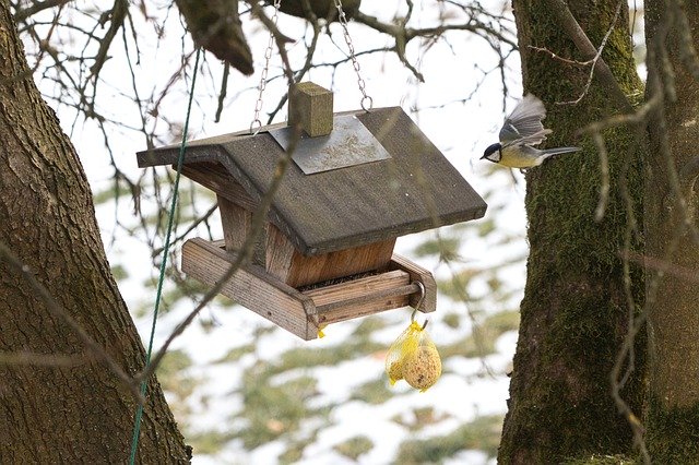 Free download Aviary Bird Tit -  free photo or picture to be edited with GIMP online image editor