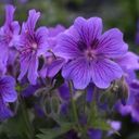 A Violet Vibrancy of Geranium  screen for extension Chrome web store in OffiDocs Chromium