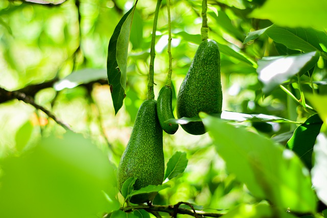 Free download avocado fruit garden nature free picture to be edited with GIMP free online image editor