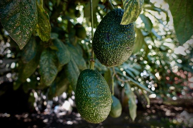 Free download Avocado Green Plants -  free photo or picture to be edited with GIMP online image editor