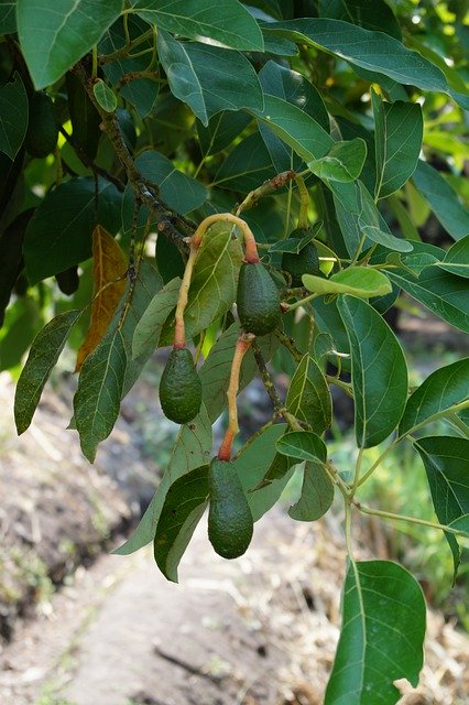 Free download Avocado Tree Green -  free photo or picture to be edited with GIMP online image editor