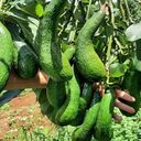 avocado tree wallpaper  screen for extension Chrome web store in OffiDocs Chromium