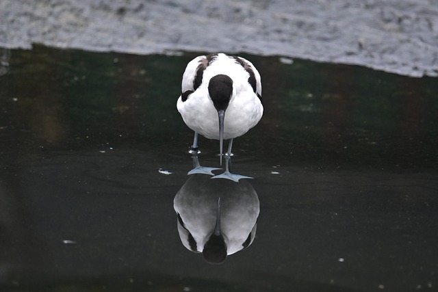 Free download avocet recurvirostra avosetta free picture to be edited with GIMP free online image editor