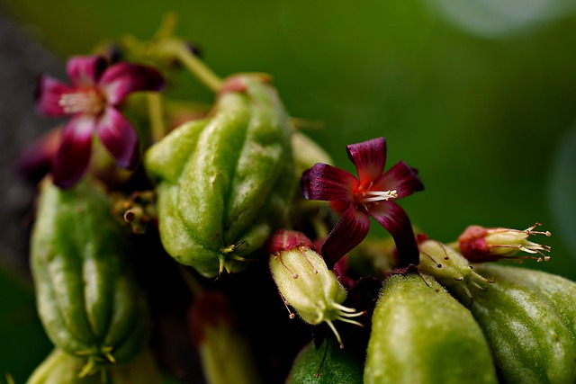 Free download avverhoa bilimbi flower fruit free picture to be edited with GIMP free online image editor