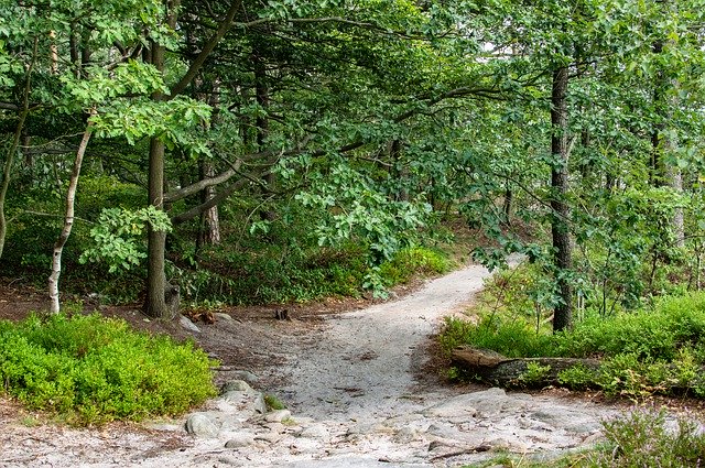 Descarga gratuita Away Forest Path Hiking: foto o imagen gratuita para editar con el editor de imágenes en línea GIMP