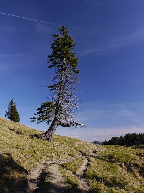 Free download Away Tree Lone -  free photo or picture to be edited with GIMP online image editor