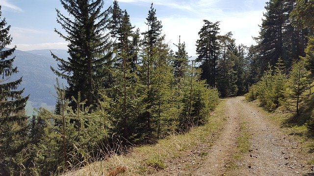 Безкоштовно завантажте Away Trees Forest — безкоштовну фотографію або зображення для редагування за допомогою онлайн-редактора зображень GIMP