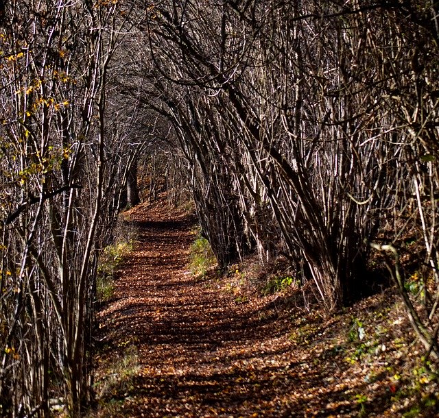 Download grátis Away Trees Hiking - foto ou imagem gratuita para ser editada com o editor de imagens online do GIMP