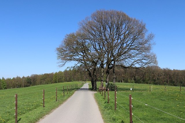 Bezpłatne pobieranie Away Trees Meadow - darmowe zdjęcie lub obraz do edycji za pomocą internetowego edytora obrazów GIMP