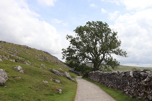 Free picture Away Tree Yorkshire -  to be edited by GIMP free image editor by OffiDocs