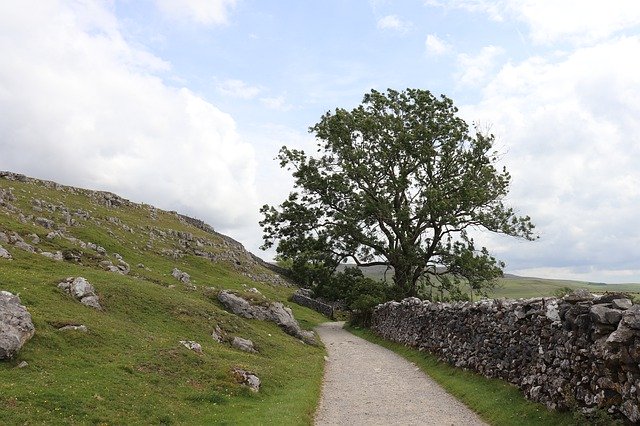 Unduh gratis Away Tree Yorkshire - foto atau gambar gratis untuk diedit dengan editor gambar online GIMP