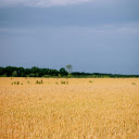 A Wheat Field under a Blue Sky  screen for extension Chrome web store in OffiDocs Chromium