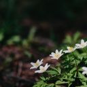 A Whispering Cluster of Anemone nemorosa  screen for extension Chrome web store in OffiDocs Chromium