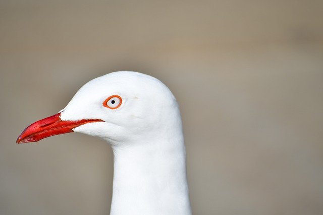 Téléchargement gratuit A White Bird Head Cute - photo ou image gratuite à éditer avec l'éditeur d'images en ligne GIMP