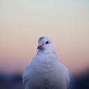 A white bird sitting on a fence  screen for extension Chrome web store in OffiDocs Chromium