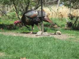 Free download A Wild Turkey at Audubon Society free photo or picture to be edited with GIMP online image editor