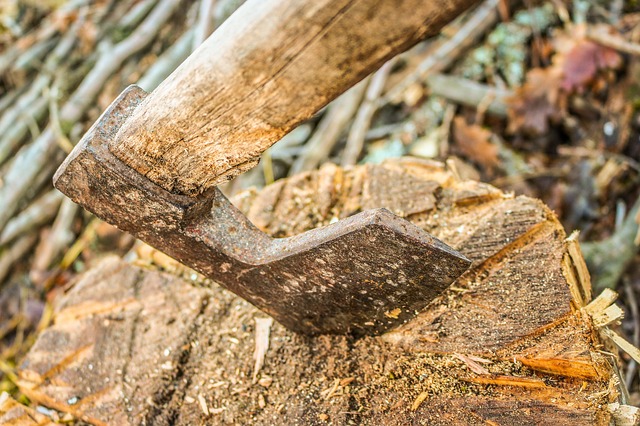 Free download axe wood tree cut timber free picture to be edited with GIMP free online image editor