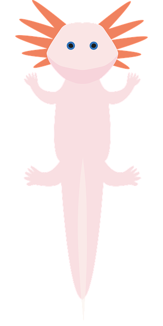 Free download Axolotl Axolote Ambystoma - Free vector graphic on Pixabay free illustration to be edited with GIMP free online image editor