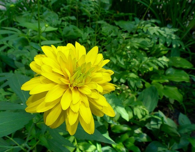 Free download A Yellow Flower -  free photo or picture to be edited with GIMP online image editor