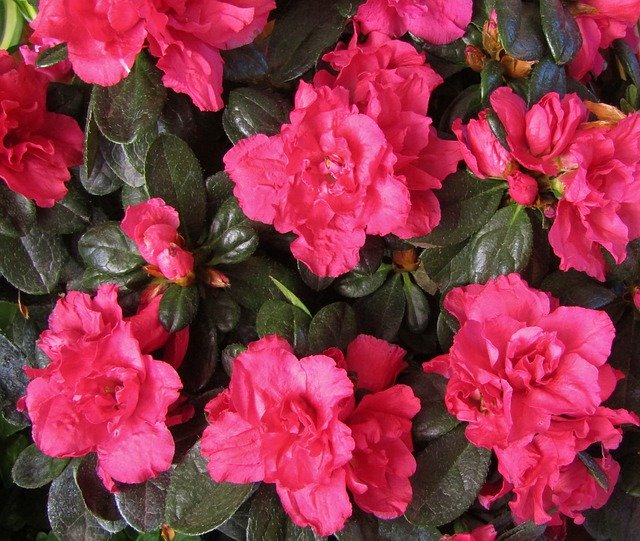 Gratis download Azalea Blossom Bloom Close - gratis foto of afbeelding om te bewerken met de online GIMP-afbeeldingseditor